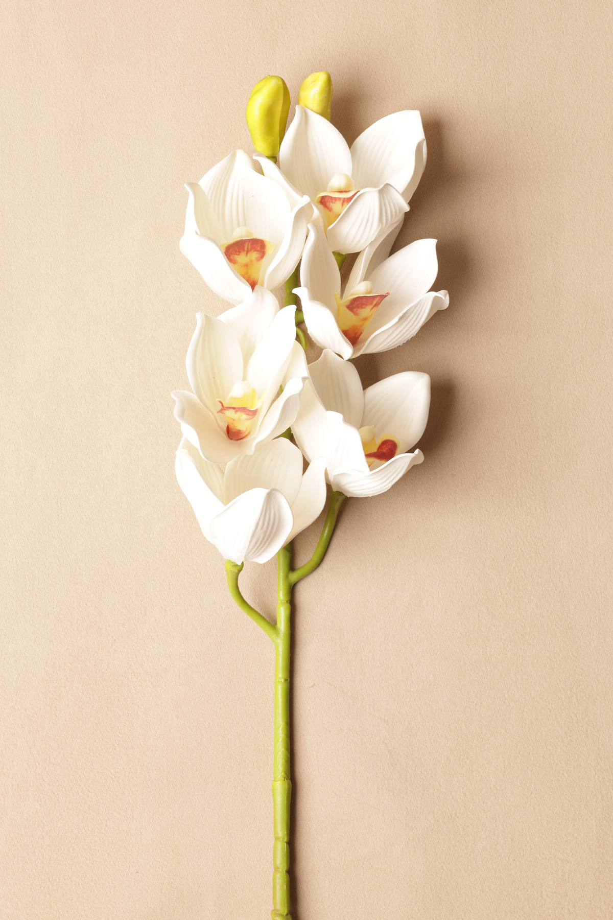 White orchid flower on a beige background