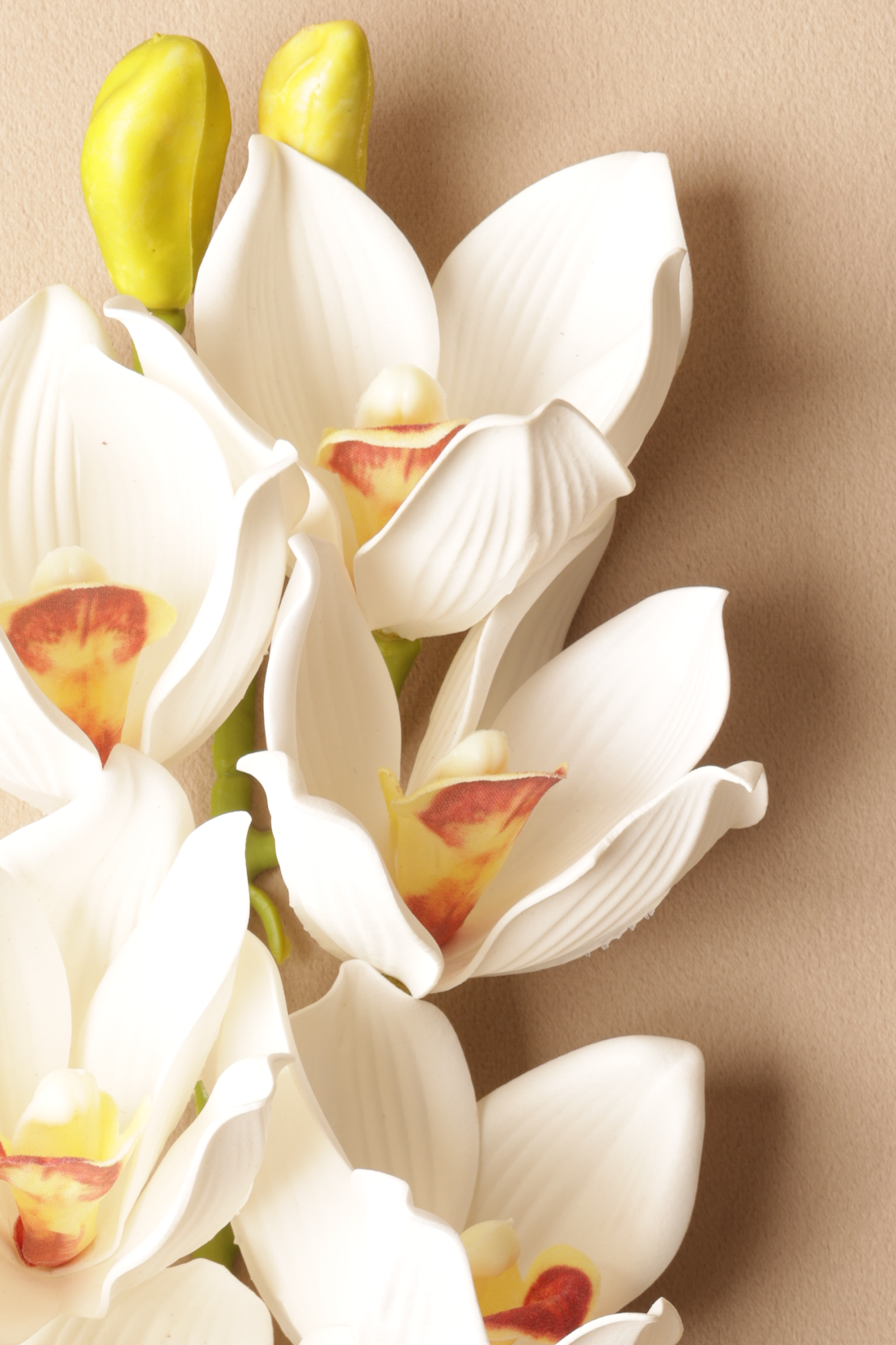Close-up of white orchids with a beige background