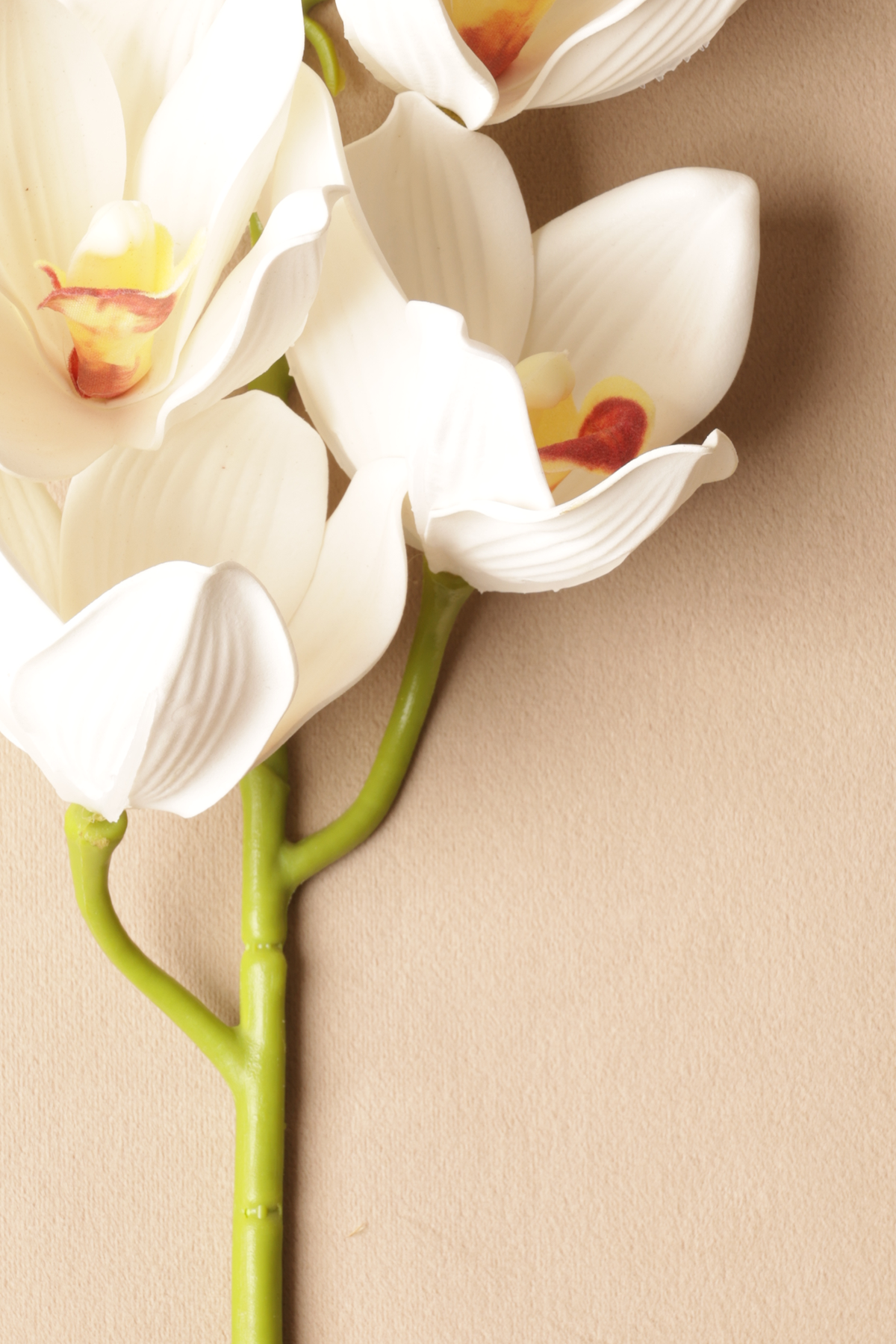 Close-up of white orchids with a beige background